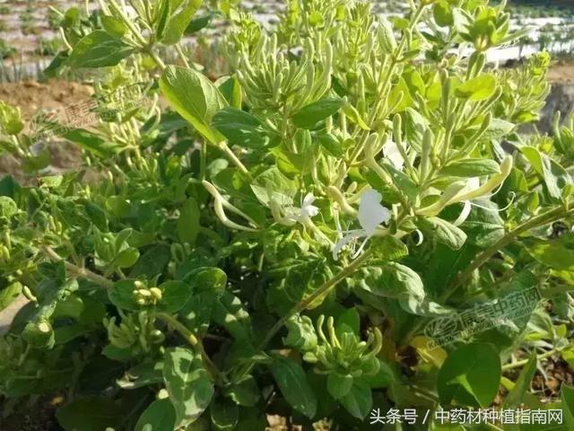 金银花最新价格揭秘，小巷深处的秘密宝藏