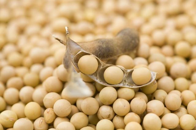 最新大豆价格行情
